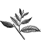 Tea leaf